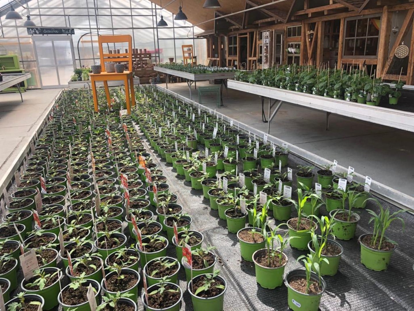 Angebot: 10% Rabatt auf Balkongemüse (ab 4 Töpfe) inkl. WBG Korb